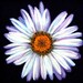Fine Art Giclee Print, Daisy, Pastel Painting, Flower, Flower Portrait