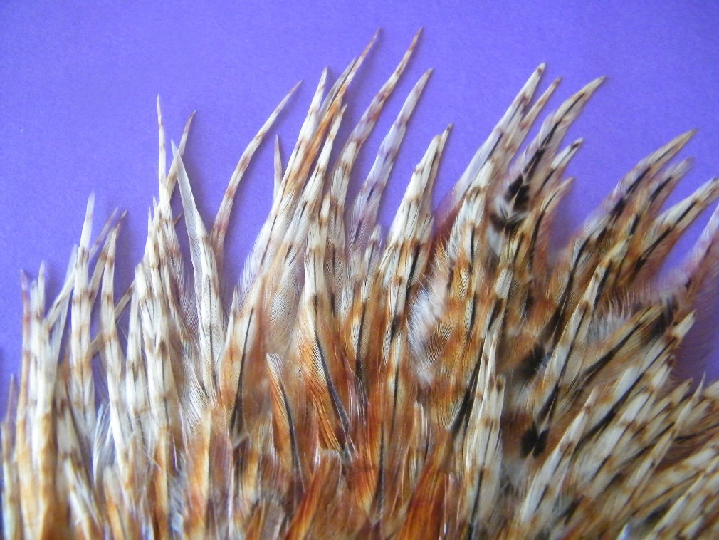Craft Feathers Waspi Barred Ginger Variants Natural Craft Feathers 2-4 inches long