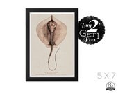The Southern Stingray, 5X7 Vintage Print, Art Print and Home Decor, Buy 2 Get 1 Free