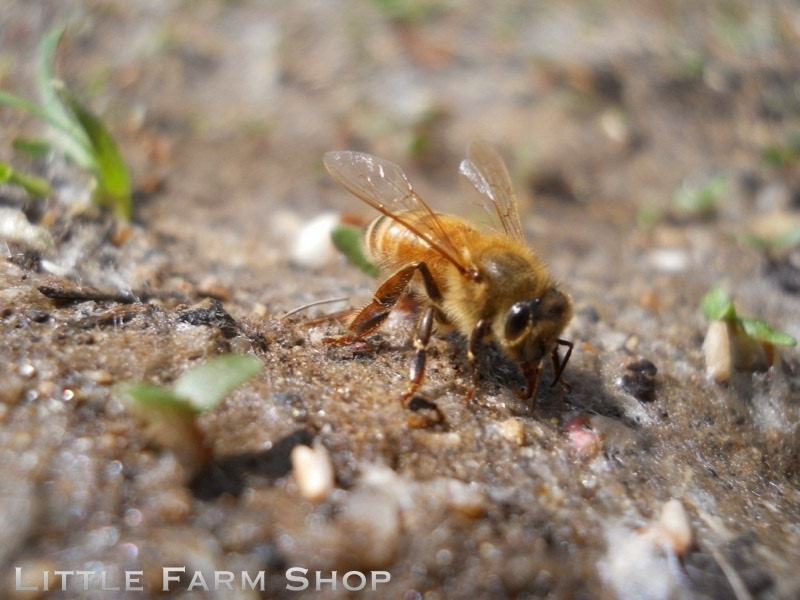 Honey Bee Zoom Macro Photo in the Garden
