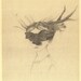 Deer girl, Portrait, Pencil Drawing,  A 4 Print