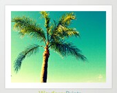Palm Tree Photo - south florida foliage landscape simple nature picture art print pop art 5x5 5x7 8x10 10x10 11x14