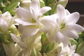 1/2oz Natural Tuberose Perfume Oil, Tuberose Fragrance Oil, Tuberose Scent, Tuberose Oil