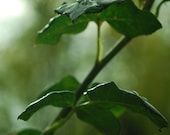 Wet Green Leaf Photograph - rain drops nature plant photography - 8x12 Fine Art Photo Print