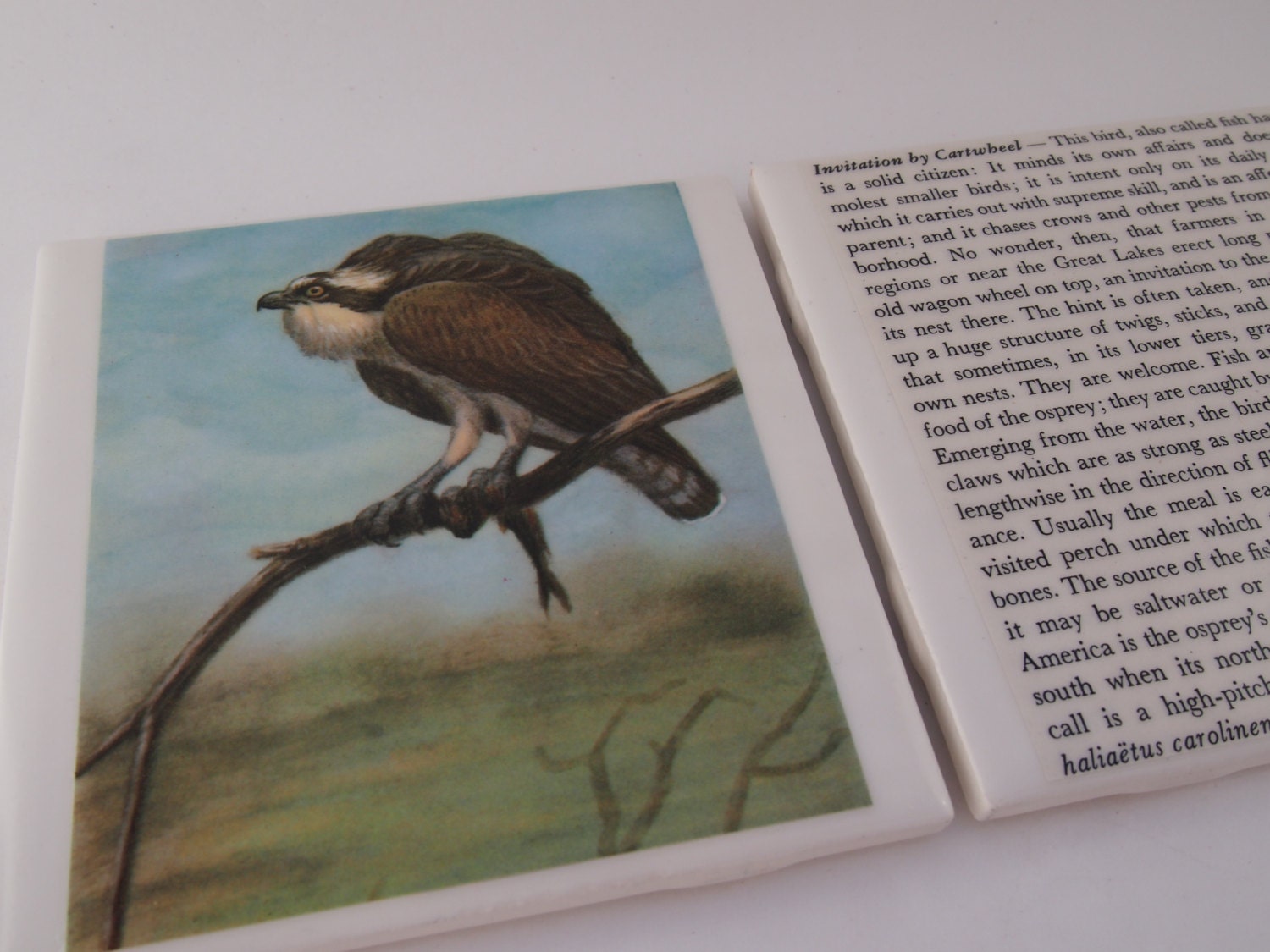 1952 Osprey Vintage Bird Illustration Coasters - Ceramic Tile Coasters Set of 2 - Repurposed 1950s Nature Atlas - OOAK Drink Coasters