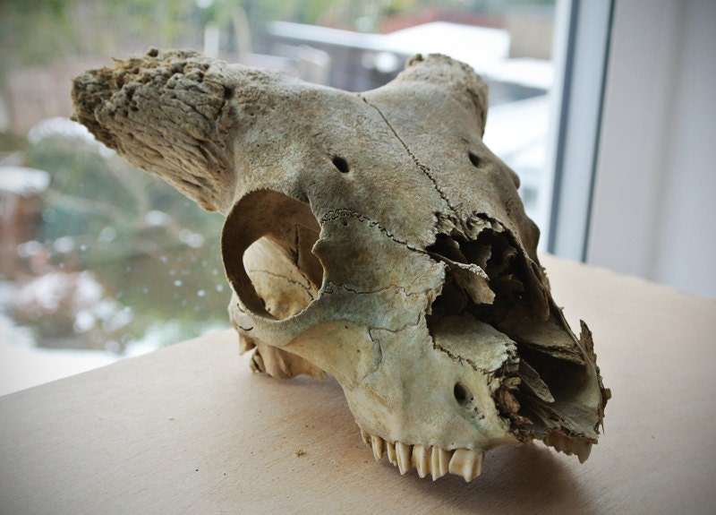 Real Goat Skull featured image