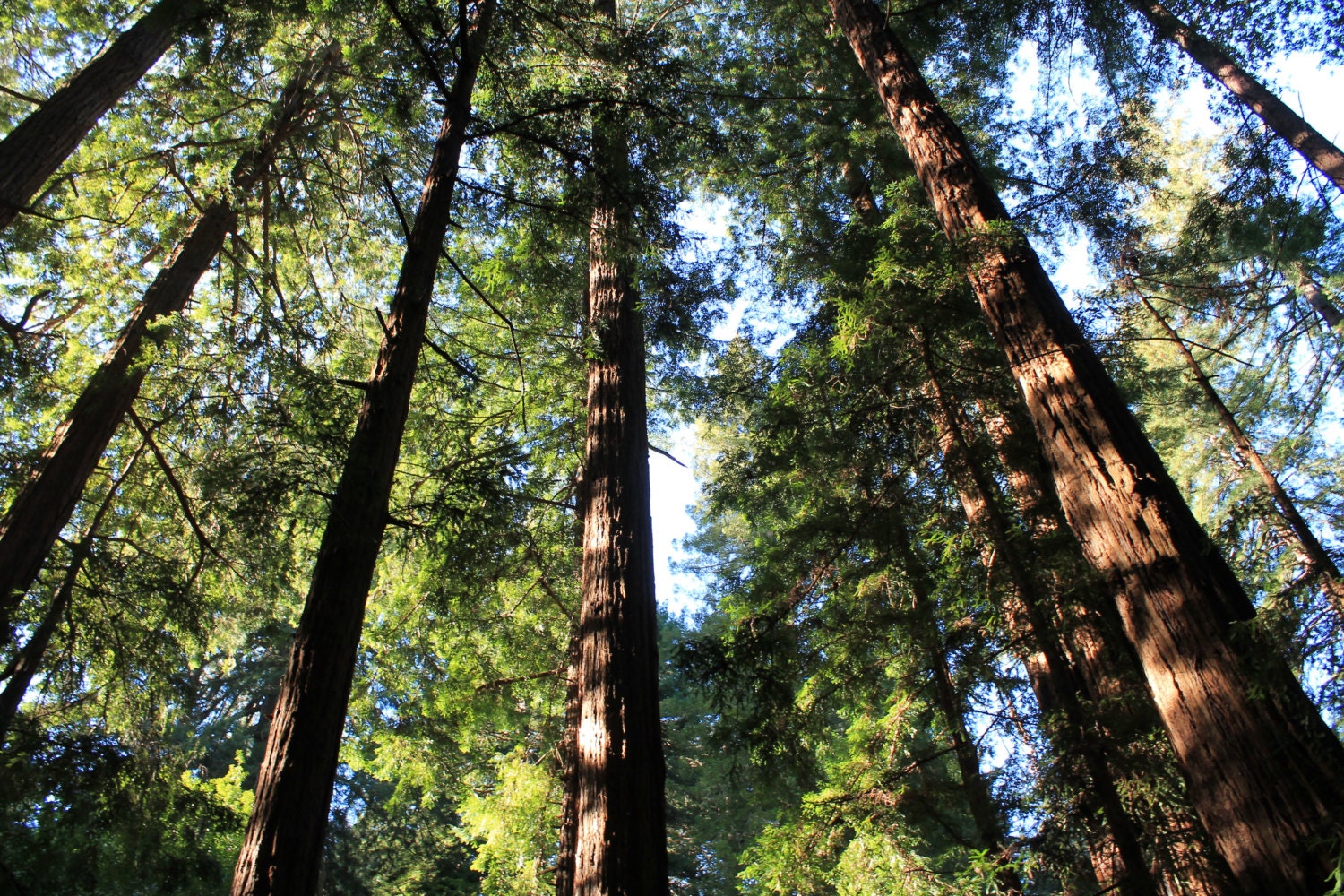 Natural Decor Print, Redwoods Print, Muir Woods Photo Print, Nature Photo, Redwoods, Forest Print, Tree Art, 8x10