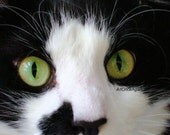 Reduced, Cat Eyes Photography, Green Eyes, Yellow Eyes, Portrait, Animal, Fine Art Print, Gifts Under 20