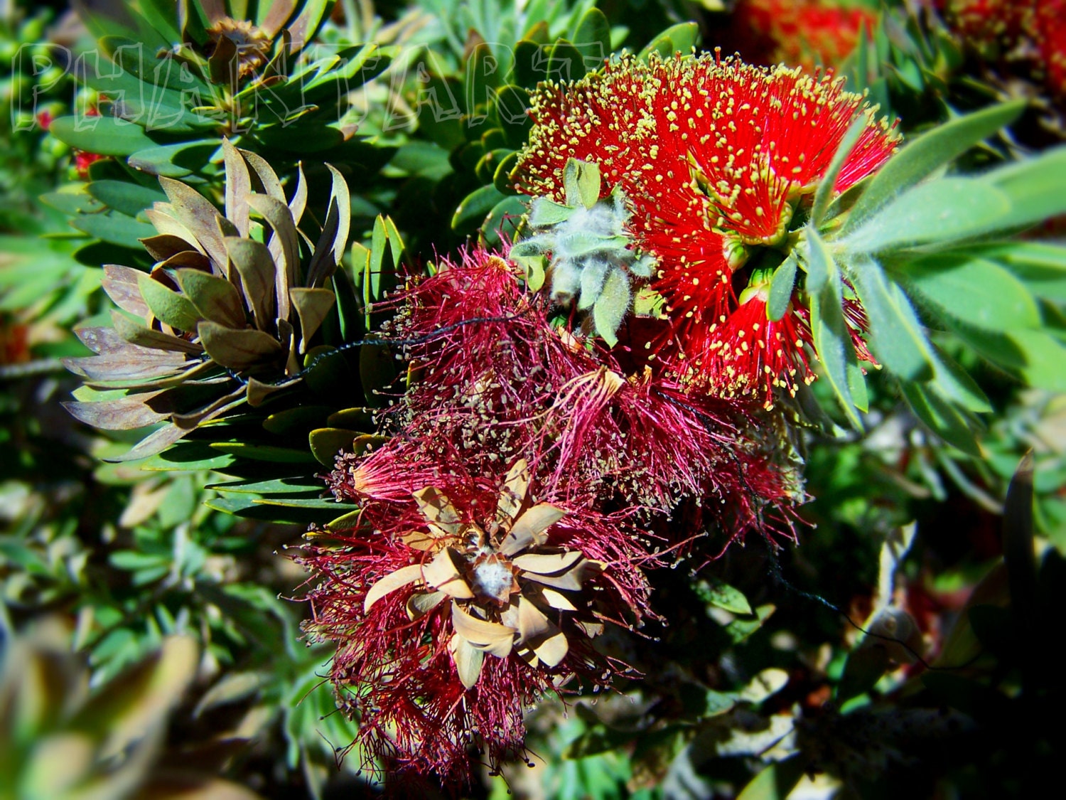 Desert Rose - 8x10 in print