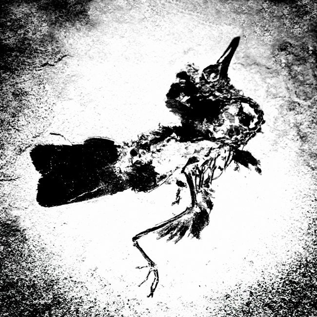 Black and White Photography Print Avian Bird Fossil Macabre Decor Goth Home Decor Haunting Monochrome Photo Fine Art Print