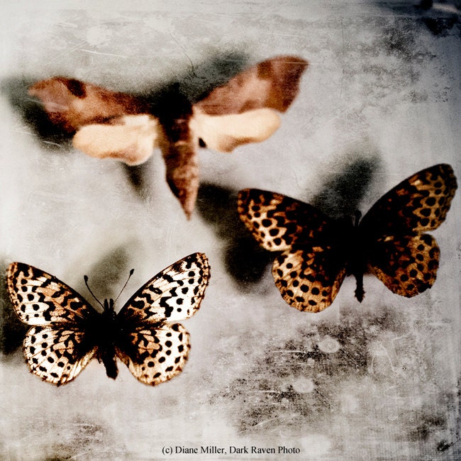 Office Decor Butterfly Photograph, Entomology Insect Still Life Photo, Surreal Photography Print, Orange Mauve Peach Black, Beige, Dads Day
