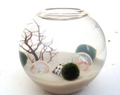 Marimo terrarium zen marimo moss ball pets in fine aquatic white sand with seashells and coral