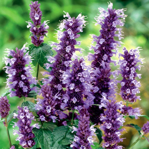Hyssop Aromatic Flowers Honey Production Herbal A by