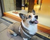 Dog tweed coat with fleece lining for Corgi or dog of similar size (size LB-MM-CG / Long-bodied Medium-sized dog M Corgi)