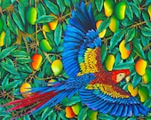 Scarlet Macaw in Mango  Tree
