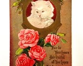 1910 White Kitty and Pink Roses Vintage Postcard