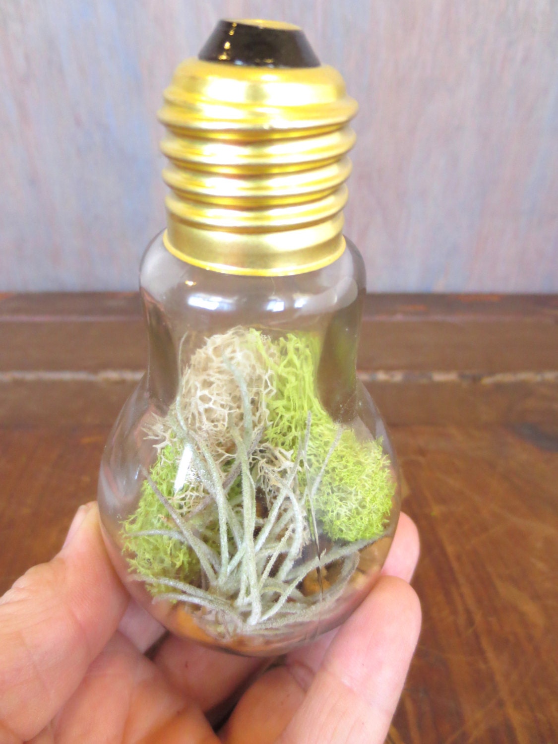 You Light Up My Life...Miniature Desktop Garden Glass Lightbulb Terrarium Air Plant Miniature Terrarium Decor Green Gift Recycled Lightbulb