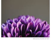 Purple Flower Petals -- Floral Photography, Fine Art Print, 8x10 Lustre Print, Home Decor, Nursery Decor, Purple & Grey