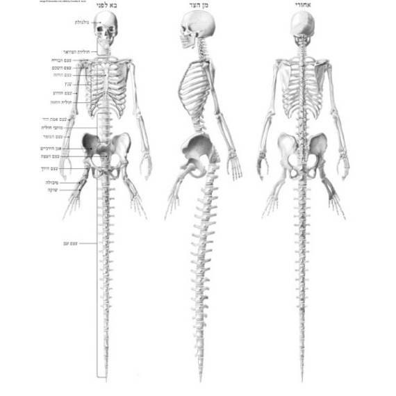 Mermaid anatomy - skeleton & musculature bundle