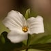 5x7 White Trillium 2013 Ontario Provincial Flower Photograph
