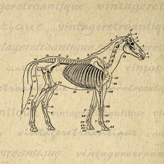 clipart horse skeleton - photo #27