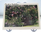 Photo Card Crape Myrtles and Birdbath