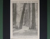 Vintage 1930s Giant Redwoods Print - Californian Forest - American Trees - Photograph - Wood - Photo - Nature - Matted - Mounted