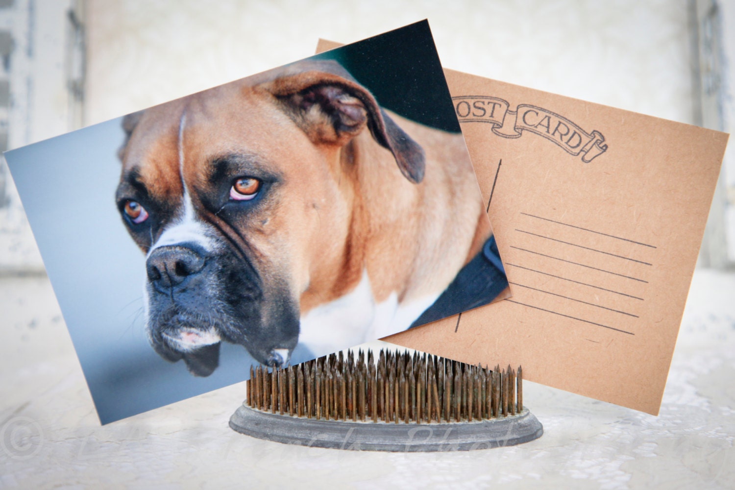 Boxer Dog Puppy Pet Birthday Love Family Friends Handcrafted Photo Art Photography Postcard Post Card