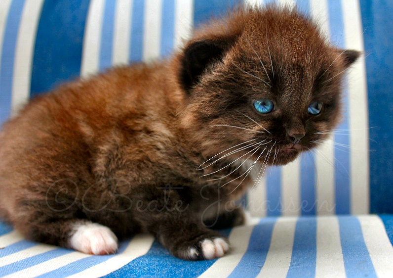 Instant Download Stock Photo - Brown Kitten Il_170x135