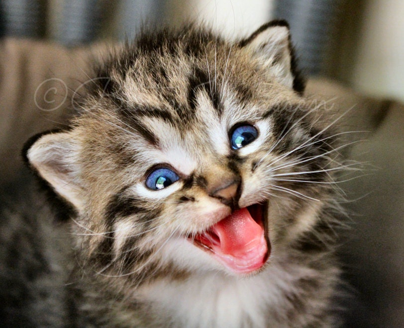Instant Download Stock Photo - Cute Kitten Il_170x135