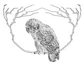 Owl In Tree (Print)