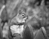 Squirrel Animal Portrait on Fence Cute Woodland. 8x8 square or 8x10 Black and White Metallic Nature Photograph. Fine Art Photography.