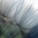 Dandelion Dusk - 8x10 or 8x12 botanical photograph - flower nature photo art photography twilight bloom detail dreamy  macro