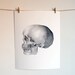 Human Skull Art - Illustration - 8x10 Lateral Human Skull - Archival Print