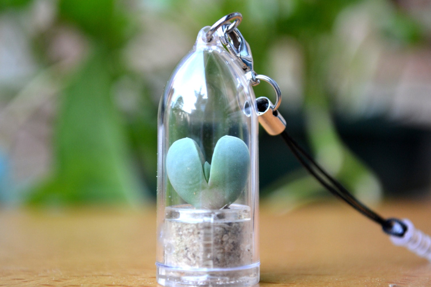 Cupids Heart Mini Plant Cell Phone Charm Strap Plug. Mini Terrarium. Variety Strap Selection