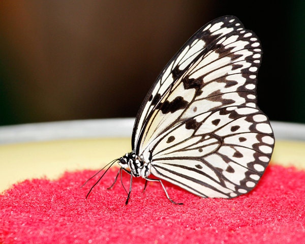 Paper Kite Butterfly 8x10 photo print - nature photography B&W art 5x7 8x12 11x14 wall decor home decor