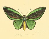 Green Vintage Butterfly Print Nature print Natural History old prints Home decor wall art Victorian art vintage prints 8x10 art print