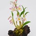 White Dendrodium Orchid