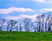 Trees, Clouds and Sky - 8x12 Fine Art Photographic Print - White Clouds, Green Grass, Blue Sky, Field of Trees, Nature, Free Shipping