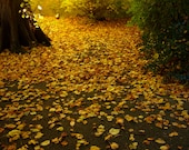 Unleaving -- autumn leaves, Irish nature photography, 6x8 print, wall art - Hextrovert