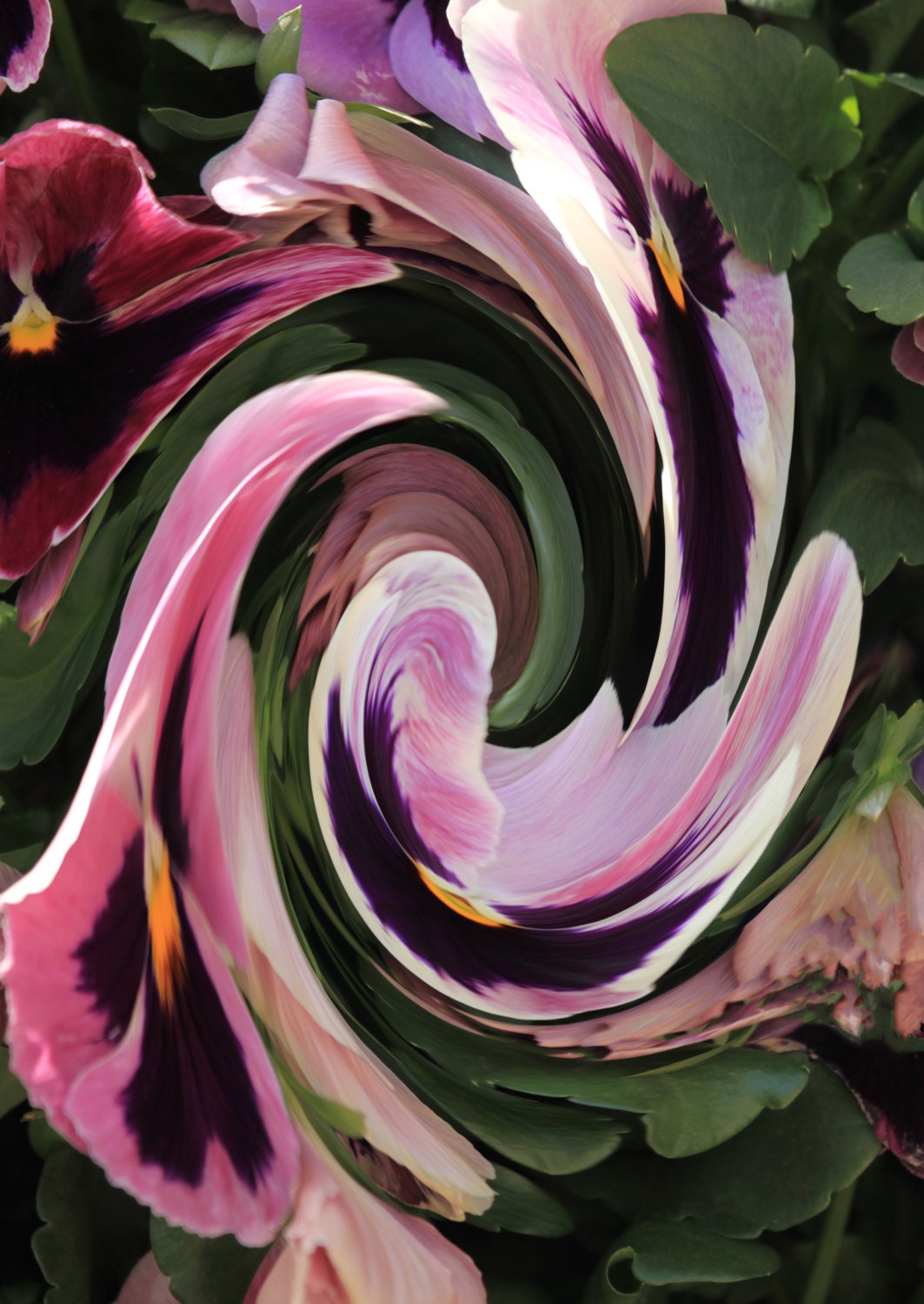 Abstract -Distorted Pansy - Wall Art - 8 x11 Print