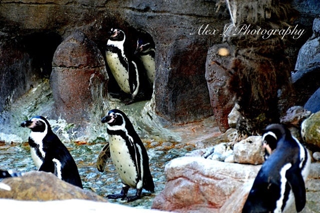 Animal Photography - Penguin wall art prints nature photography penguin photography - 8x10 photography