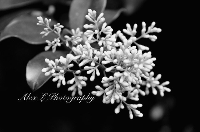 Flower Photography - Black and white photo spring wall art prints nature photography flower photography - 8x8 photography