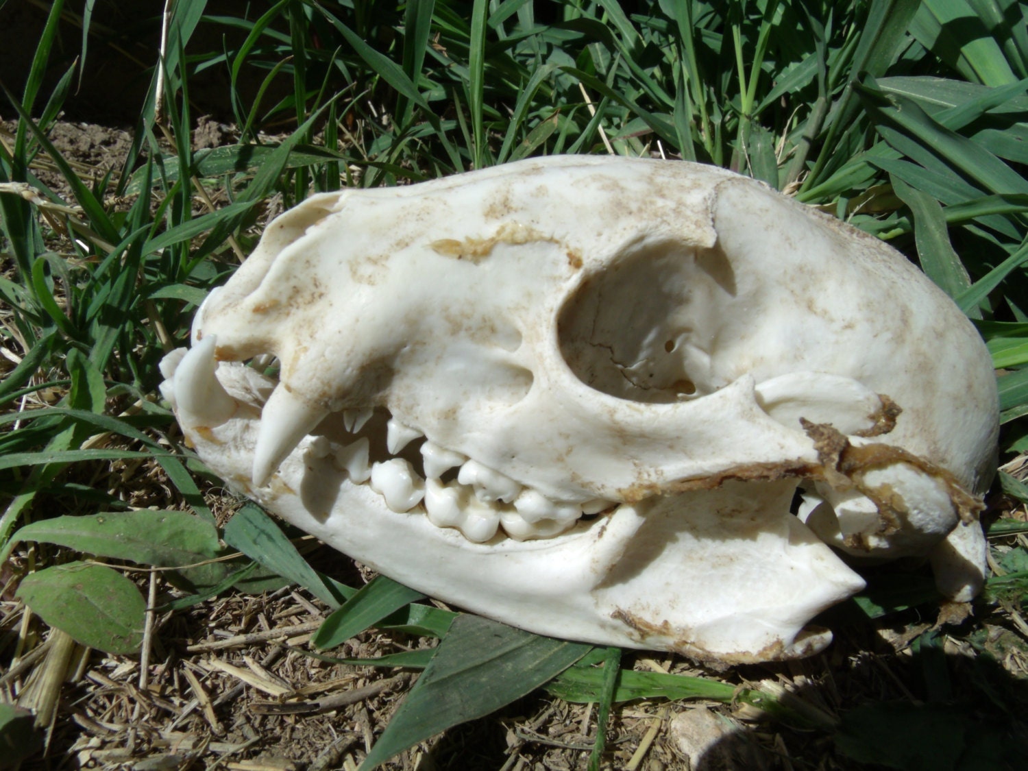 Raccoon Skull, Real, White, Rustic