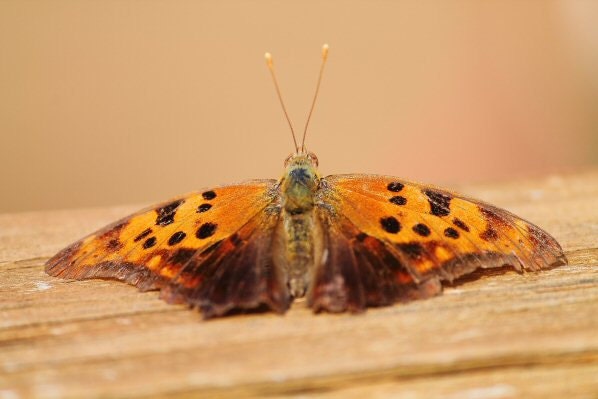 Butterfly Photo, 5x7 Print, Macro Photography, Nature Photography