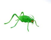 Green Glass Katydid Insect