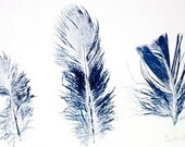 Feather printmaking, blue, feather, art, original art