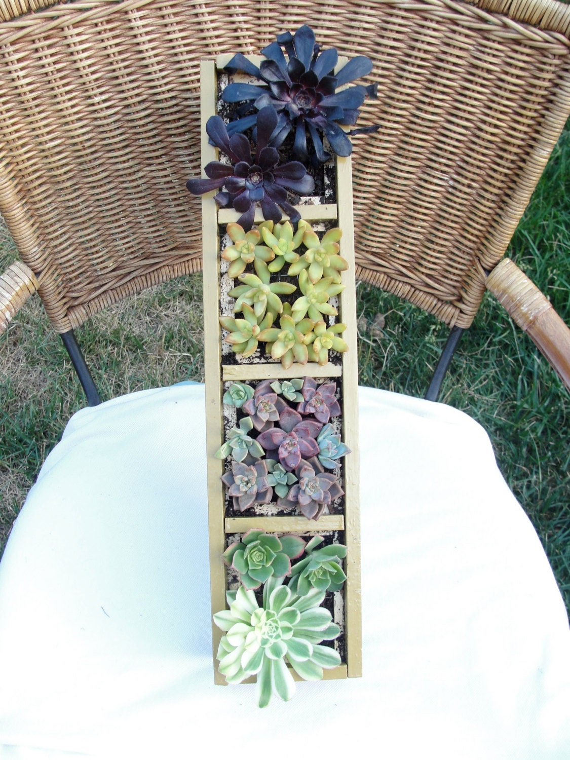 Vertical Succulent Garden with a Gold Trim, measures 17 1/2"x4" - TimeToThrive