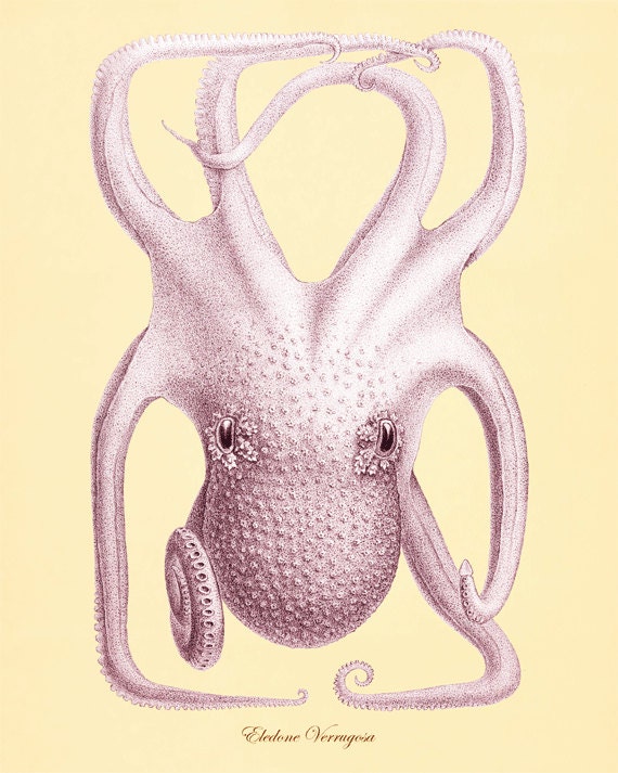Octopus art print Ocean art Sea beach art Victorian print Antique wall art Nature wall art Home decor prints Fish art 8x10 print