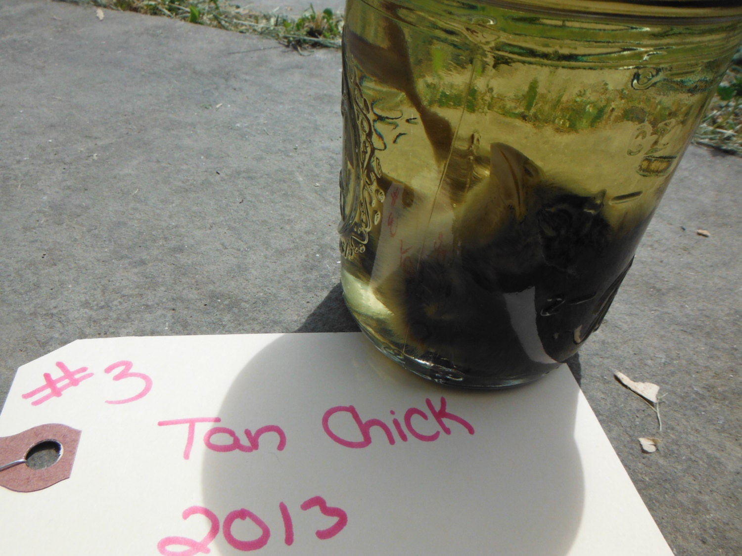 Tan Baby Chick